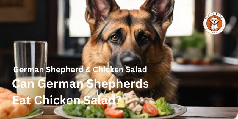 Can German Shepherds Eat Chicken Salad